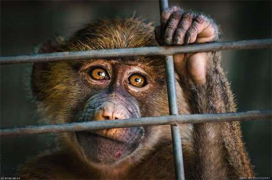 在2011年有一只猴子在巴基斯坦被捕