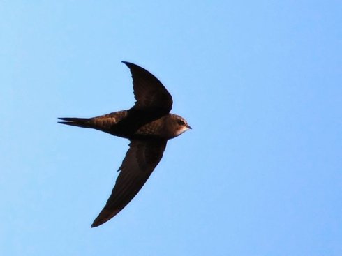 尖尾雨燕是飞翔速度最快的鸟类