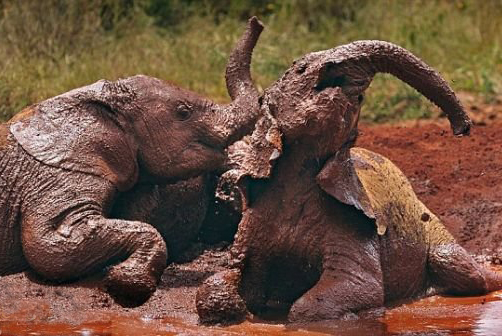 大象常用泥土浴的方式防止蚊虫叮咬