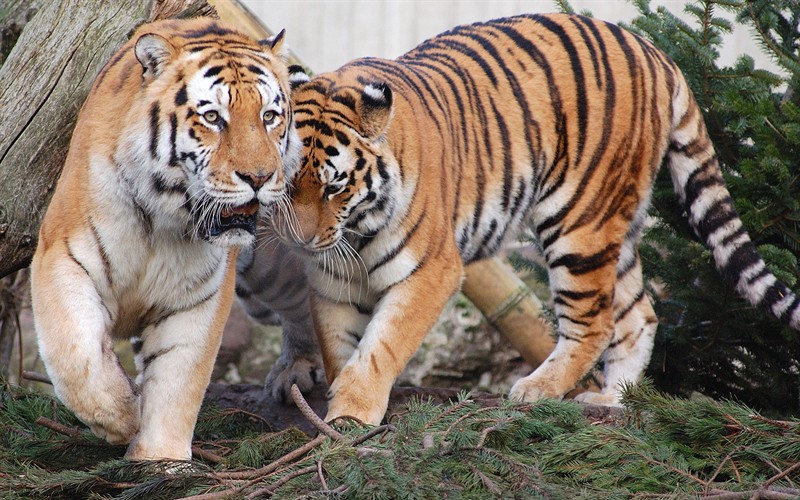 老虎常单独活动，只有在繁殖季节雌雄才在一起生活