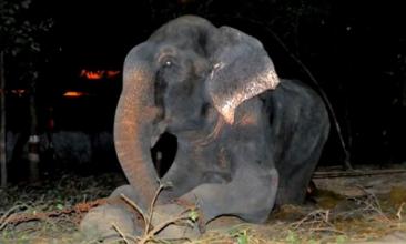 印大象被虐待50年获救后感动流泪