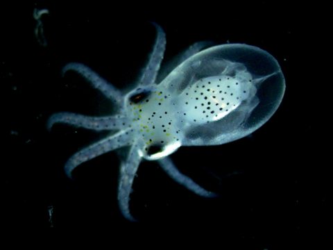 章鱼宝宝出生时只有跳蚤的大小