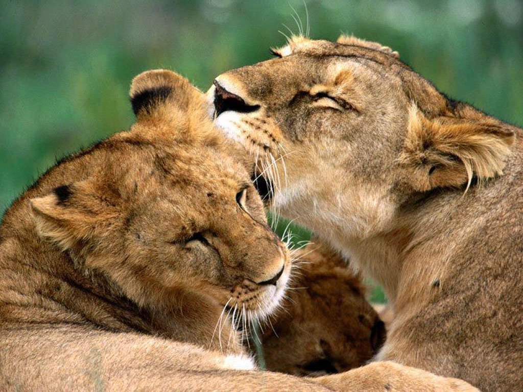 狮子是世界上唯一一种雌雄两态的猫科动物