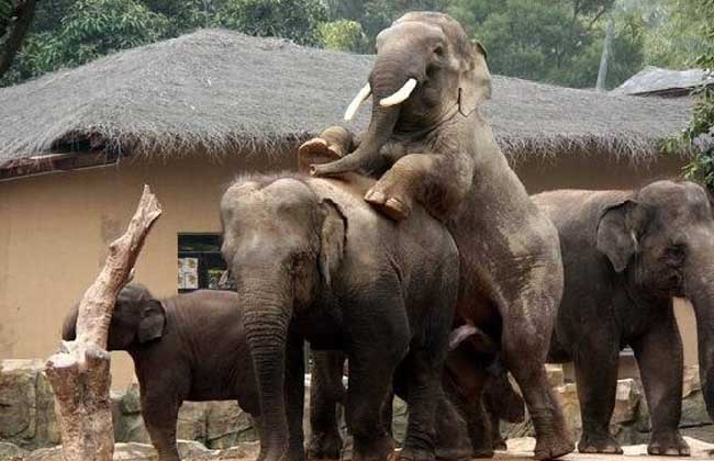 大象可以用人类听不到的次声波交流
