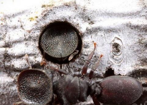 有一种蚂蚁叫做‘看门蚁