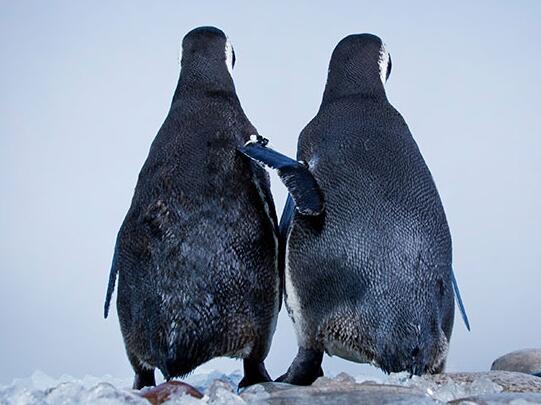 大部分企鹅种群是一夫一妻