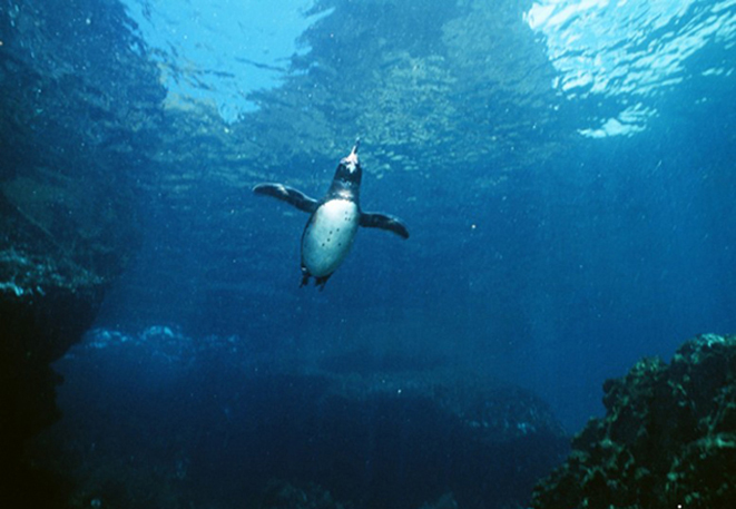 企鹅一生中有75%的时间是在水中