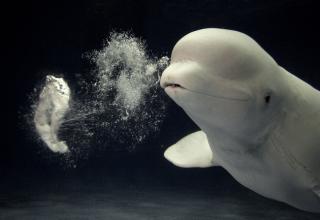 鲸鱼属于哺乳动物,因为鲸用肺呼吸
