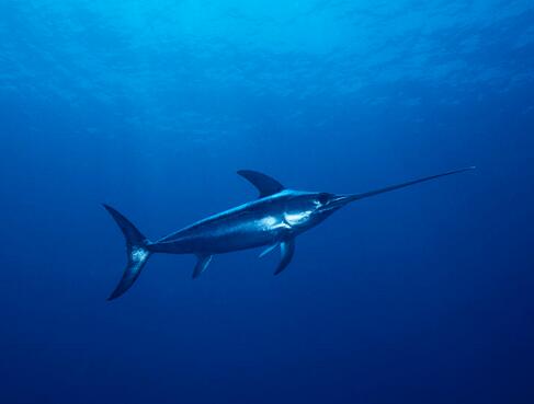 世界上游动速度最快的鱼是箭鱼