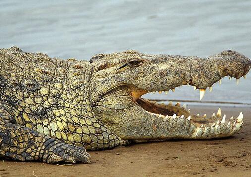 鳄鱼在一生当中会长出2000颗至3000颗牙齿