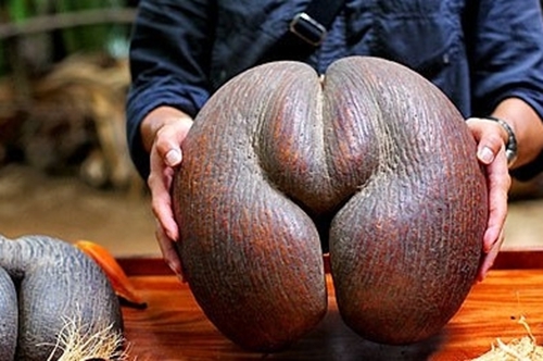 最大的种子是复椰子树的种子，重达15千克