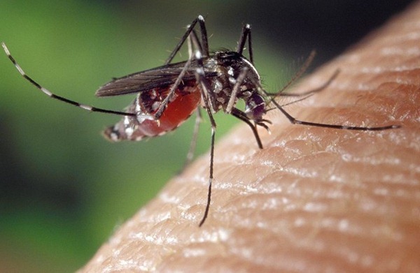 美国「生命科学」网站评出了世界上最致命动物是蚊子
