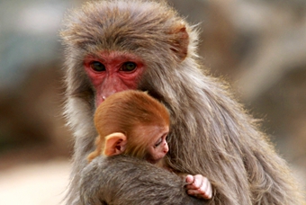 猴子类没有职业产婆，但猴子也会像人类一样给同伴接生