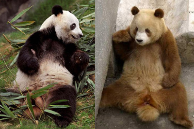 有一些大熊猫是棕白色的，而不是黑白的