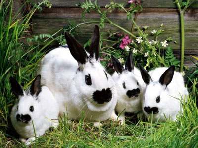 兔子百分之八十的便便都被自己吃掉了