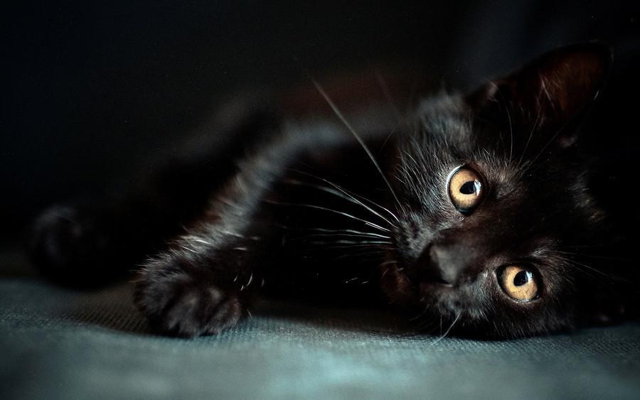 愈黑的环境下，猫的排尿次数会增加