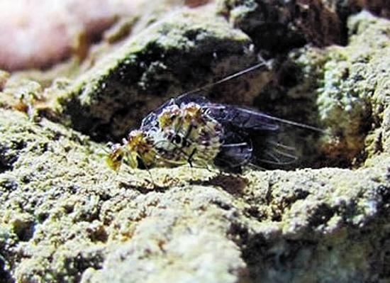 科学家在巴西东部发现了被称为「新穴虫」的昆虫，双方可以连续性交40至70小时