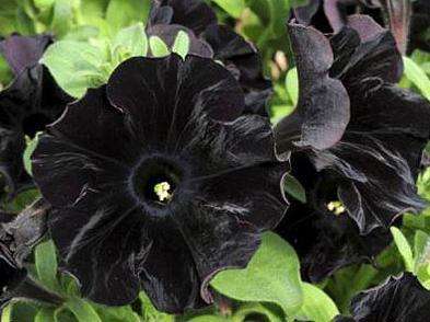 黑颜色的花是存在的，比如：墨菊、黑牡丹