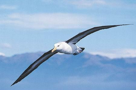 信天翁是翼展最长的飞鸟