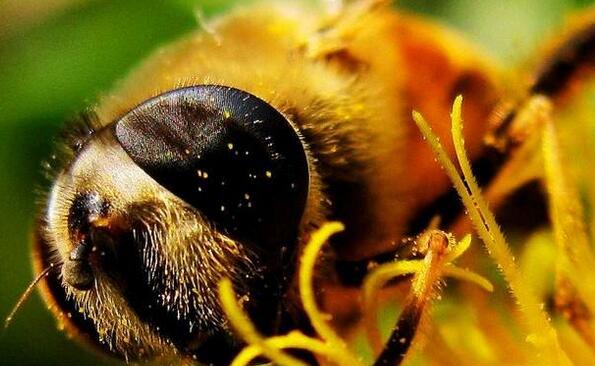 蜜蜂的眼睛上是长毛的