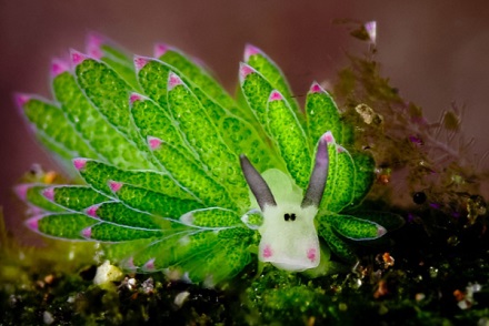 海兔是科学家发现的第一种可生成植物色素叶绿素的动物。