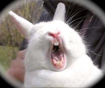 兔子的两颗门牙总是不断生长，所以它们经常嗑硬东西磨牙