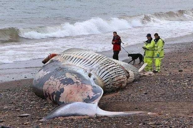 用肺呼吸的鲸鱼为什么轻易不到岸上来呢？