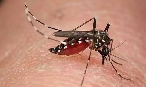 为什么蚊子咬过之后会起「红包」？因为你对蚊子的唾液过敏。