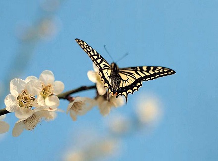 世界上最美丽最有观赏价值的蝴蝶多出产于南美巴西、秘鲁等国。