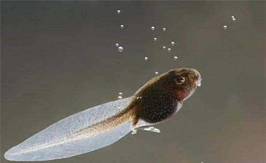 水中蝌蚪一旦缺碘就不能变成青蛙。