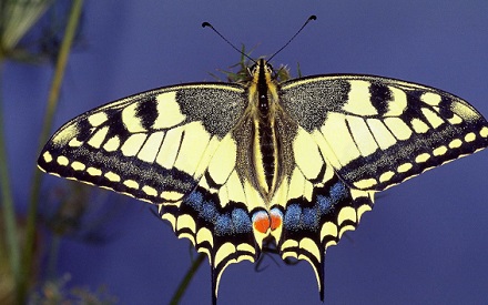 部分蝴蝶如凤蝶长有臭角，受威胁时喷射恶臭难闻臭液阻挡敌人。