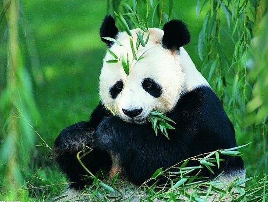 大熊猫是中国特有的动物，只有中国有哦，现存的主要栖息地是中国四川、陕西和甘肃的山区。