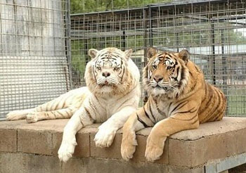 老虎除了交配繁殖期间外一向都是独居。