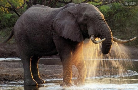 大象死后还会保持站立姿势。因为大象的膝关节极不灵活，不易弯曲，所以大象一生站立的时间非常多，甚至有些大象死后还会保持站立的姿势。