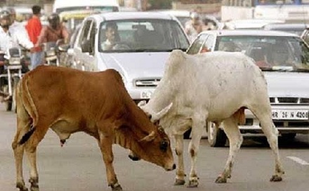 世界上哪个国家的牛最幸福，答案一定是印度。相关数据统计，在印度有超过3亿头牛，总数约占世界的五分之一，目前印度城市流浪牛500万头。