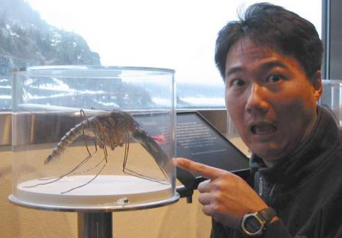 世界上最大的蚊子身长40厘米约人脸那么大。
