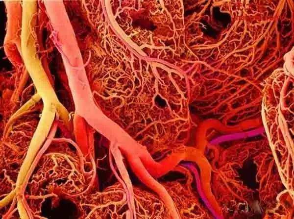 人体内的血管长度至少也有9.6万千米