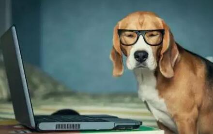 狗的视力大约只有人的四分之三
