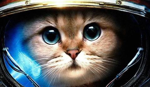 世界上第一只太空猫