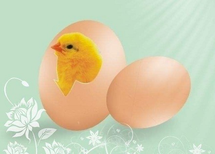 鸡蛋的蛋黄是长小鸡的屁股的