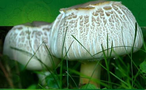 如何判断野蘑菇是否有毒？