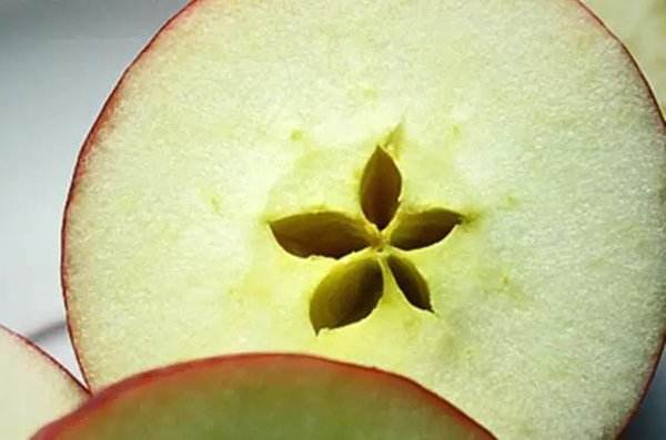苹果心是什么形状的？