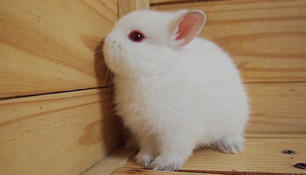 荷兰矮兔：世界上最小的兔种