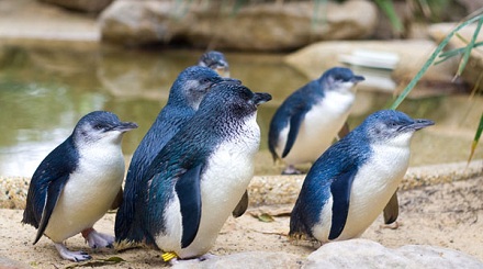 小蓝企鹅：世界上最小的企鹅