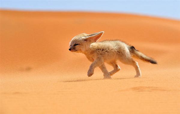 非洲狐是世界上最小的狐狸