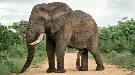 雄性非洲象生殖器官最长的动物