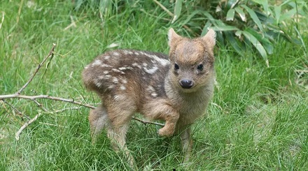 普度鹿（Pudu）是世界上最小的鹿