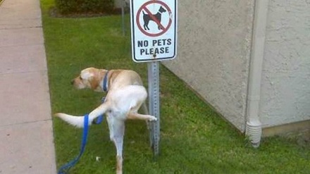 狗狗的尿液有腐蚀性