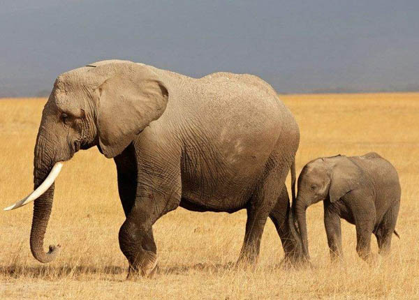大象怀孕期长达两年？