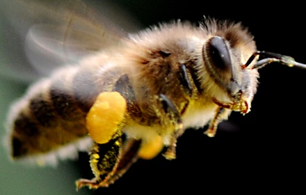 蜜蜂的毛跟松鼠的差不多一样多